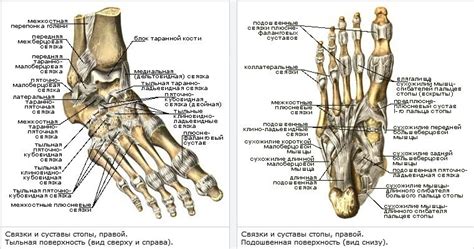 Анатомическая связь стопы и ноги