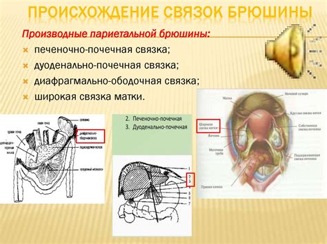 Анатомические особенности