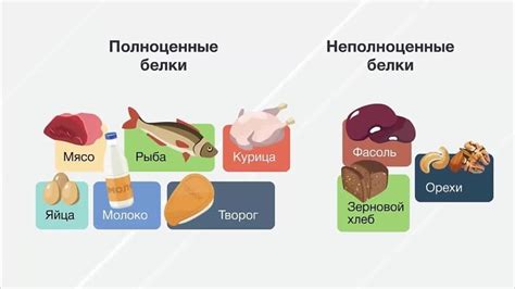 Белки: роль в организме