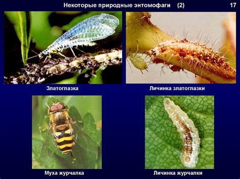 Биологические методы борьбы с кустарниками