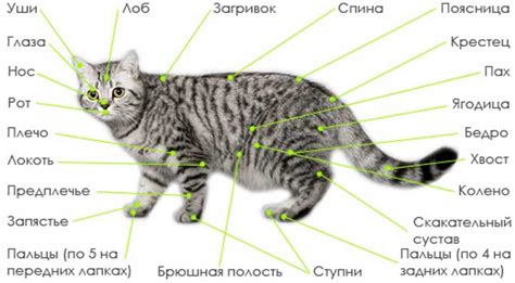 Биологические особенности кошек