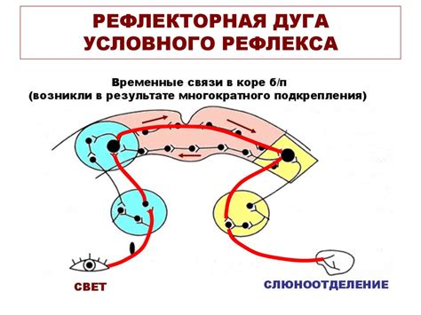 Биологические особенности рефлекса