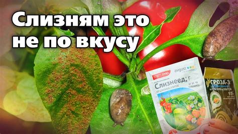 Биологические способы противодействия червям