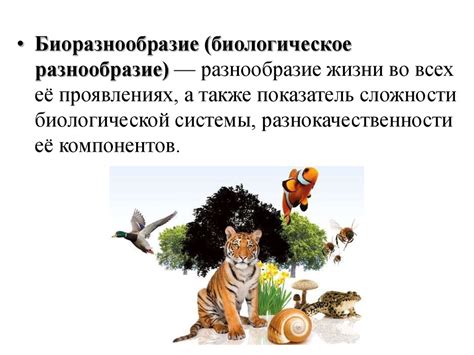 Биологическое разнообразие водоемов на примере ручьев