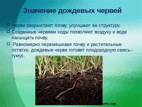 Благоприятное воздействие дождевых червей на почву