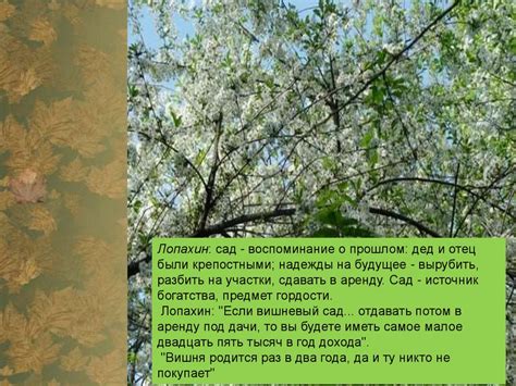 Будущее бала вишневого сада: прогнозы и споры