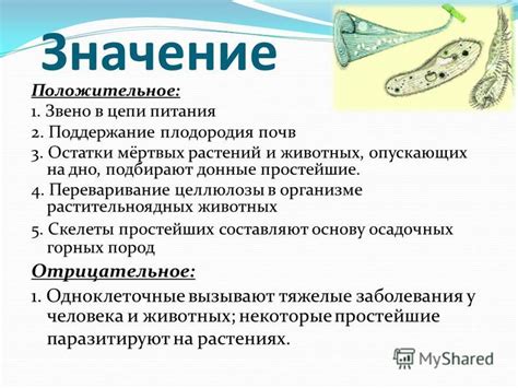 Важное звено в организме