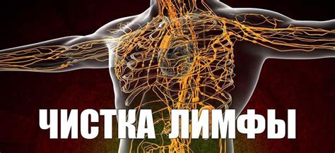 Важность очистки лимфы