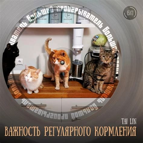 Важность регулярного выключения чипагу