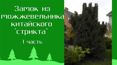 Важность своевременного контроля за состоянием можжевельника китайского в холодное время года