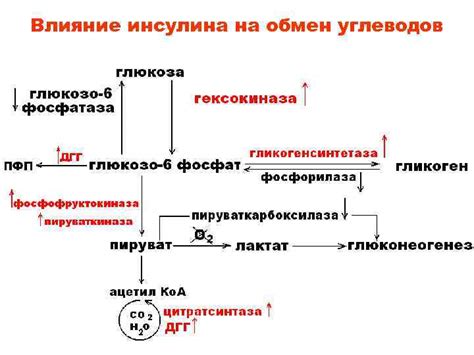 Влияние инсулина на обмен веществ