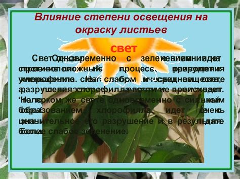Влияние кислорода на окраску чернослива