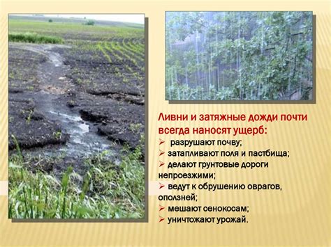 Влияние климата на вечнозеленые деревья