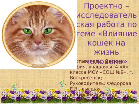 Влияние кошки на примету