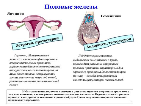 Влияние температуры на половые железы
