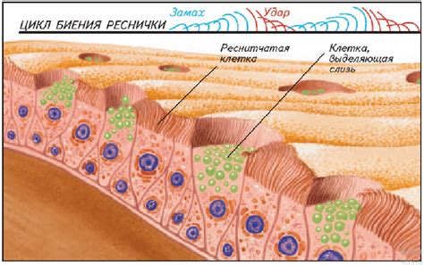Выработка большого количества слизи