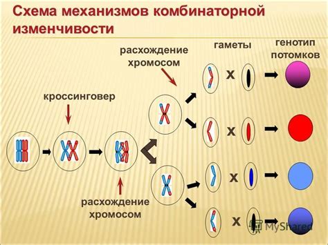 Генетическая изменчивость и ее влияние на разнообразие цветов глаз