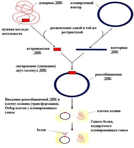Генетические методы