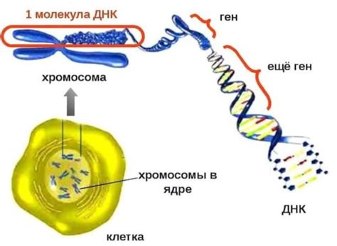 Гены и структура лица