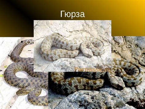 Гюрза: места обитания и распространение