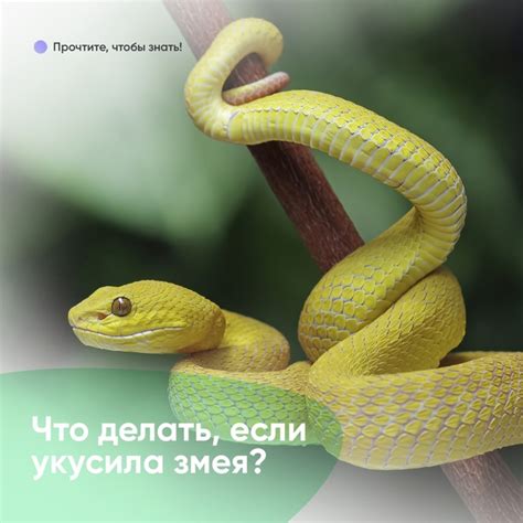 Гюрза: фотографии и видео встреч с этой ядовитой змеей