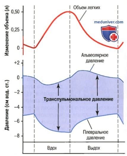 Движение воздуха в легких лошади