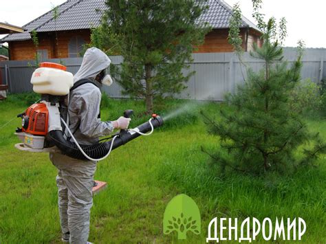 Защита самшита: эффективные методы обработки гусениц