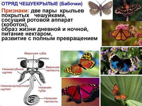 Защитные механизмы разноцветной бабочки