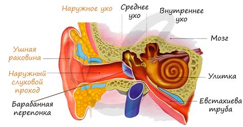 Значение свободного доступа воздуха в слуховой канал