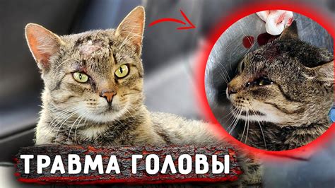 Значение сна о пробитой голове с кровью