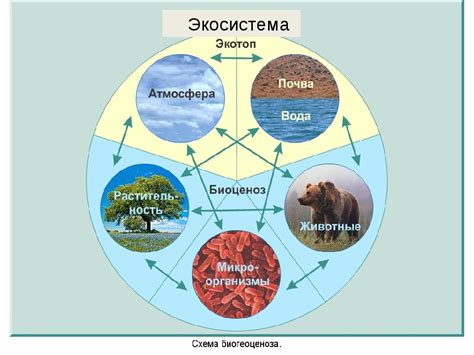 Значимость для экосистемы и биологического разнообразия