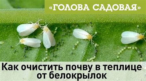 Избавление от белокрылок
