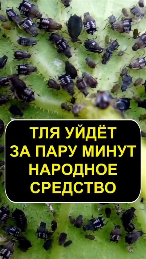 Избавляемся от лишних жилок за пару минут