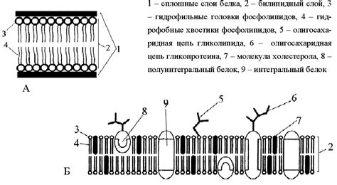 Использование мембраны и колпачка