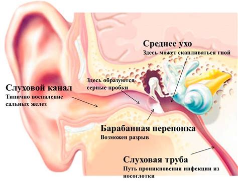 Какие болезни могут вызвать красное ухо