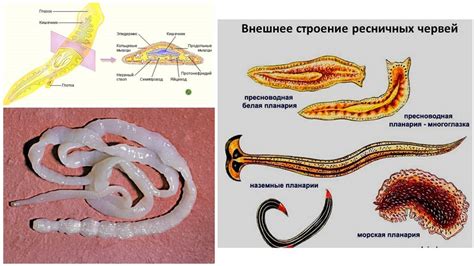Как определить наличие червей