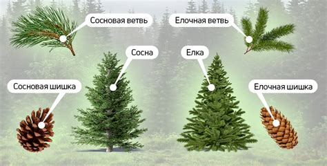 Как сосна и ель адаптировались к суровым условиям