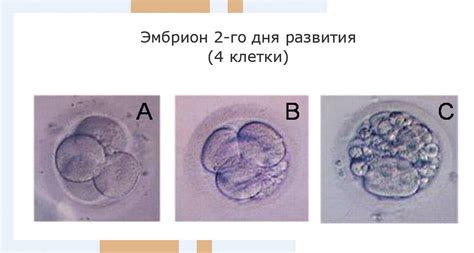 Качество эмбрионов