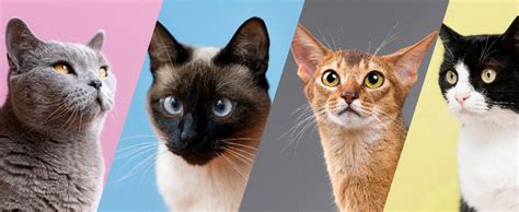 Коты и их особенности