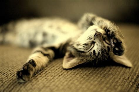 Кошка на тебе во сне
