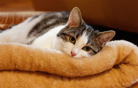 Кошки чувствуют уют и тепло