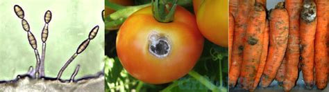 Лечение грибка alternaria tenuis