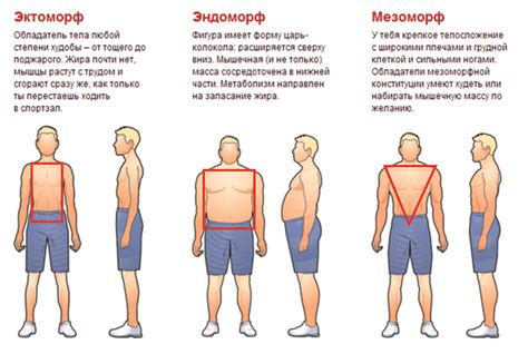 Метаболизм и тип телосложения