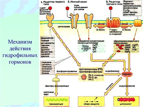 Механизмы действия гормонов