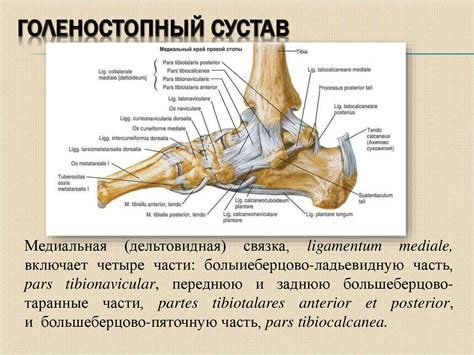 Механизм соединения стопы и ноги