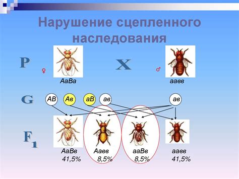 Нарушение принципа единственного наследования