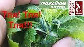 Натуральные способы борьбы