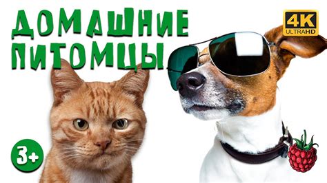 Недостатки выбора последнего питомца