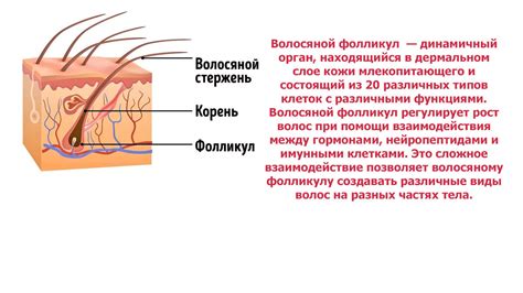 Недостаточное питание волосяных фолликулов