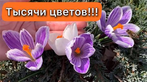 Неправильный подбор места посадки